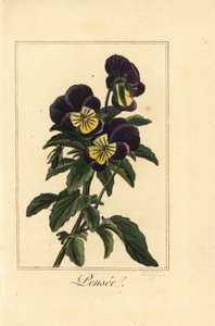 Pansy, pensee, Viola tricolor var. 作： Pancrace (after) Bessa