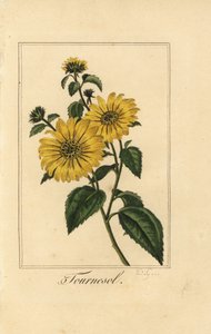 ヒマワリ、トルネソール、Helianthus annuus 作： Pancrace (after) Bessa