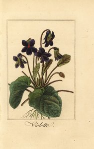 スイートバイオレット、バイオレット、Viola odorata 作： Pancrace (after) Bessa