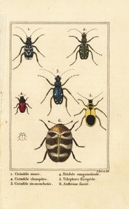 タイガービートル、Cicindela sinuata 1、Cicindela campestris 2、Cicindela sexguttata 3、Nitidula sanguinolenta 4、varied carpet beetle、Telephore flavipede 5、Anthrenus verbasci 6 作： Pancrace (after) Bessa