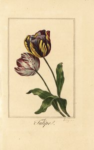 チューリップの品種、チューリッペ、Tulipa gesneriana 作： Pancrace (after) Bessa
