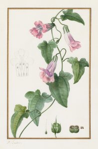 植物：Maurándiasemperflorens、1836。 作： Pancrace Bessa