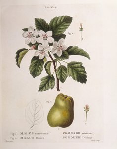 カニリンゴ（Malus coronaria）、Henry Louis Duhamel du Monceau、Pancrace Bessaによる植物画プレート 作： Pancrace Bessa