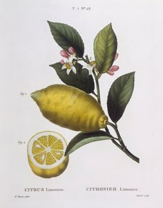 レモン（Citrus limonium）、Henry Louis Duhamel du Monceau、Pancrace Bessaによる植物画プレート 作： Pancrace Bessa