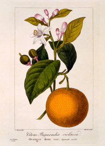 スイートオレンジ：Citrus sinensis var。 Bigaradia violacea、1836年（手彩色の彫刻） 作： Pancrace Bessa