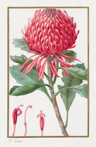 無題、1828-1835。 作： Pancrace Bessa