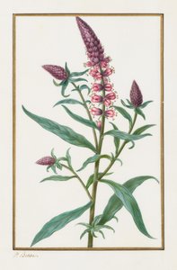 無題、1828-1835。 作： Pancrace Bessa