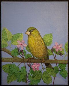 グリーンフィンチ、2016