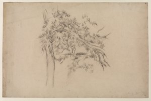 木の習作」1885-87年頃（紙に黒鉛 作： Paul Cézanne