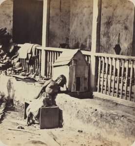 ガルベル（マルティニーク）の犬、1870年代（写真） 作： ポール・エミール・ミオット