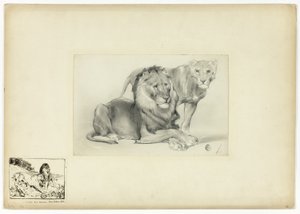 ライオンと雌ライオン 作： Paul Friedrich Meyerheim
