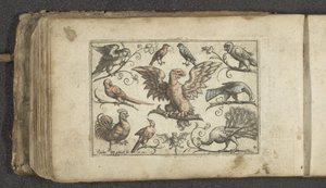 猛禽類、その他 9 羽の鳥、コウモリ 鳥（シリーズタイトル） 作： Paul Göttich