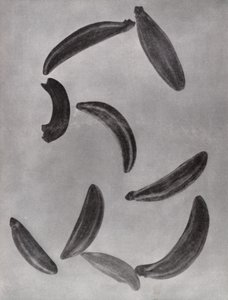 キャラウェイシード（モノクロ写真） 作： Paul Henning