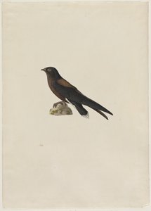針尾スウィフトHirundapus caudaculus、1800年代。 作： Paul Huet