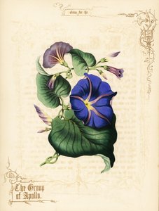 朝顔の花と葉。 作： Paul Jerrard