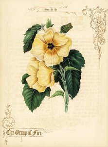 黄色いハイビスカスの花と葉。 作： Paul Jerrard