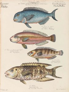 自然史コース、1825-1826。 作： Paul Louis Oudart