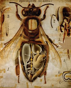 ミツバチの解剖学、No.13、プフルトシェラーの動物学的ウォールチャート 作： Paul Pfurtscheller