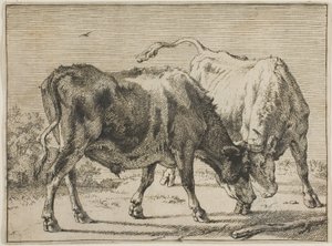 2 つの雄牛の戦い 作： Paulus Potter