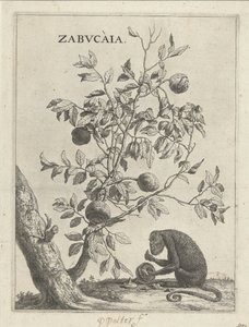 一発でザブカイアブーム Zabvcàia (オブジェクトのタイトル) 作： Paulus Potter