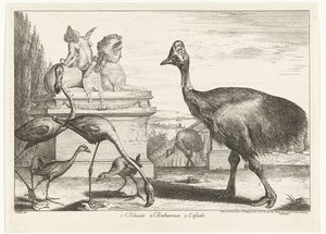 ヒクイドリ、紫オオバン、フラミンゴ 1. Bleuets 2 Becharoux 3. Casuels (オブジェクトのタイトル) ベルサイユ動物園の鳥 (シリーズ名) 作： Peeter Boel (attributed to)