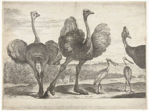ダチョウ、ヒクイドリ、ヘラサギ ベルサイユ動物園の鳥 (シリーズ名) 作： Peeter Boel (attributed to)