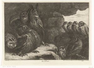 洞窟のフクロウ des Ducs (オブジェクトのタイトル) ベルサイユ動物園の鳥 (シリーズ名) 作： Peeter Boel (attributed to)