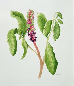 フィトラッカ（水彩）