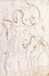 後ろから見たヌード、左を見るなど、左肩と右足についての研究 作： Perino del Vaga