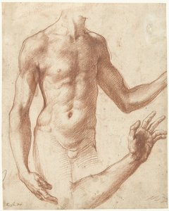 胴体の研究 若い男の胴体の研究 作： Perino del Vaga