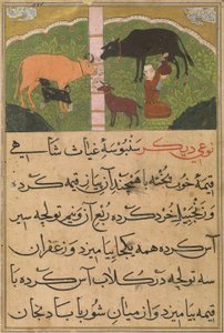 乳搾り（「ニーマトナマ・イ・ナスィール・アル＝ディン・シャー」f.14vより、1495-1505年頃（写本） 作： Persian School
