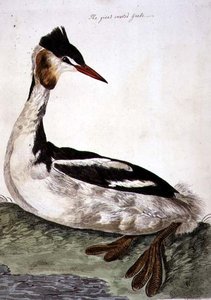 Peter Mazell (fl.1761-97) 1766年に出版された「The British Zoology, Class II: Birds」に掲載されたカンムリカイツブリ（Podiceps cristatus）のプレート（エングレーヴィング） 作： Peter (after) Paillou