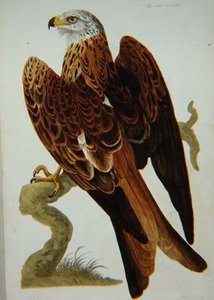カイト（Milvus milvus）またはグリード、ピーター・マゼール（fl.1761-97）が彫った「英国動物学、第二類：鳥類」のプレート 1766年（エングレーヴィング 作： Peter (after) Paillou