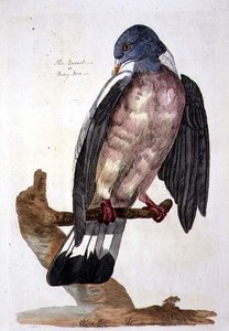 ピーター・メイゼル（fl.1761-97）による「英国動物学第二部：鳥類」のプレート、1766年（エングレーヴィング）。 作： Peter (after) Paillou