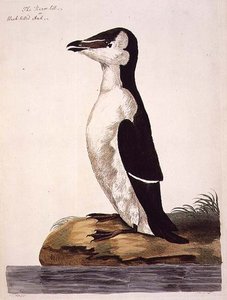 Peter Mazell (fl.1761-97)による「The British Zoology, Class II: Birds」のプレート「Razorbill (Alca torda) or Black-Billed Auk」1766年(エングレーヴィング)