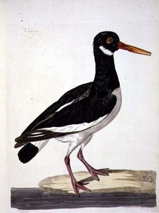 Peter Mazell（fl.1761-97）が彫った「The British Zoology, Class II: Birds」のシーパイまたはミヤコドリ（Haematopus ostralegus）のプレート 1766（エングレーヴィング） 作： Peter (after) Paillou