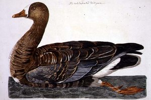 Peter Mazell（fl.1761-97）による「The British Zoology, Class II: Birds」に掲載されている白いガチョウ（Anser albifrons）のプレート 1766年（エングレーヴィング 作： Peter (after) Paillou
