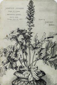 Acanthus Spinosus、プレゼンテーション ドローイング