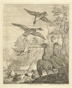 鳥のいる池のカモとサギ 別の鳥（シリーズタイトル） 作： Peter Casteels (III)
