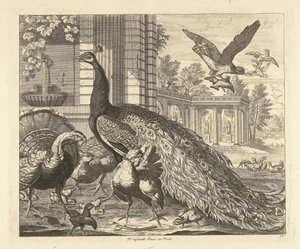 庭の列柱の孔雀と七面鳥 別の鳥（シリーズタイトル） 作： Peter Casteels (III)