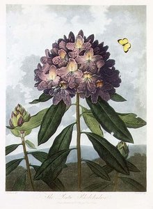 ロバート・ソーントンの「The Temple of Flora」に掲載されているポンティック・シャクナゲをコールドウェルが彫刻したもの。1802年カラーリトグラフ 作： Peter Charles (after) Henderson