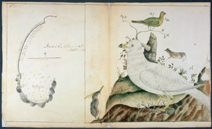 ヴァン・ディーマンズ・ランド、アドベンチャー・ベイの図 1773年頃（水彩・紙 作： Peter Fannin