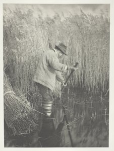 作業中のリードカッター 作： Peter Henry Emerson