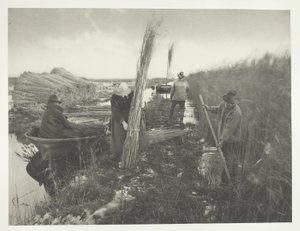 葦の収穫期 作： Peter Henry Emerson