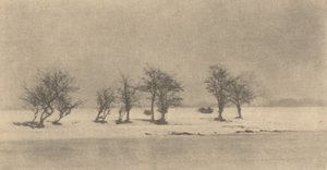木の枝」1890年頃、1895年頃に印刷されたもの。 作： Peter Henry Emerson