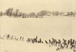 湿原の雑草、1895年以前（写真） 作： ピーター・ヘンリー・エマーソン