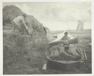 葦をなめる 作： Peter Henry Emerson
