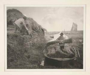 葦をなめる 作： Peter Henry Emerson