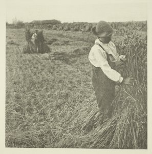 ショッキングコーン（ノーフォーク） 作： Peter Henry Emerson