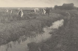 沼地の牛 作： Peter Henry Emerson and T.F. Goodall